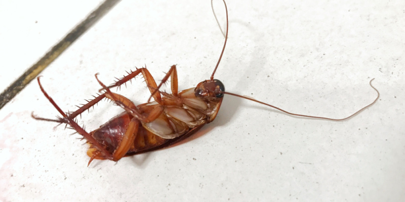 What Should I Do If I Have a Cockroach Infestation in My Home?