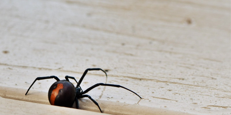 Black Widow Exterminators in Monterey
