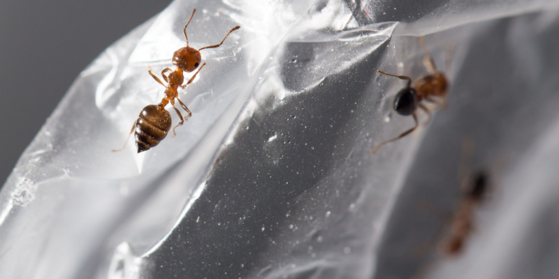 Are Ants Hard to Get Rid Of?