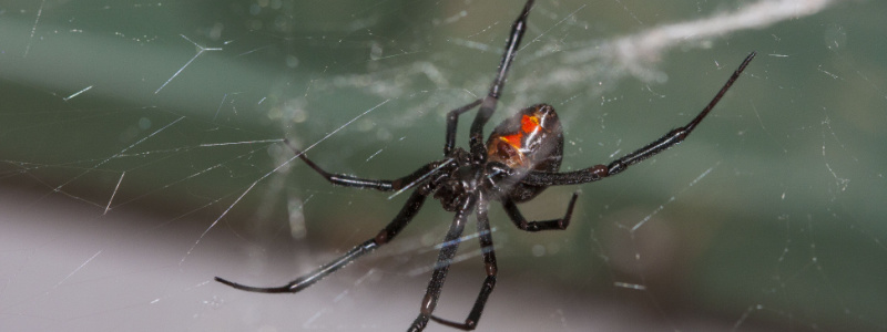 Are Black Widows Common in Monterey?