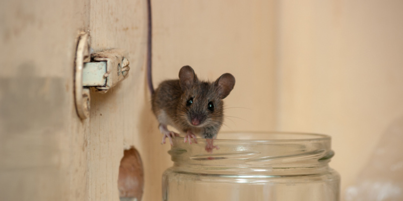 Are Mice a Common Problem for Salinas Homeowners?