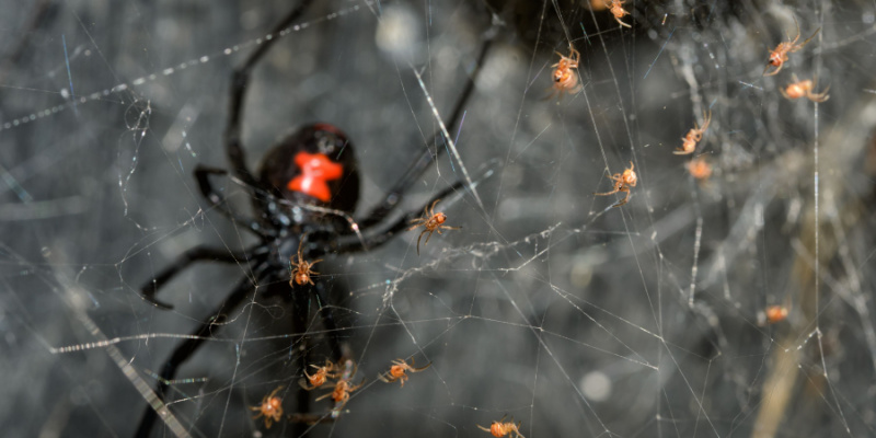 How to Get Rid of a Black Widow Problem