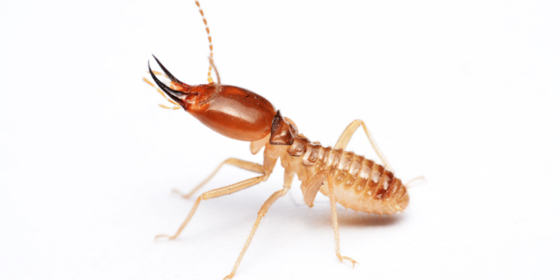How Do I Know If I Have a Termite Problem?