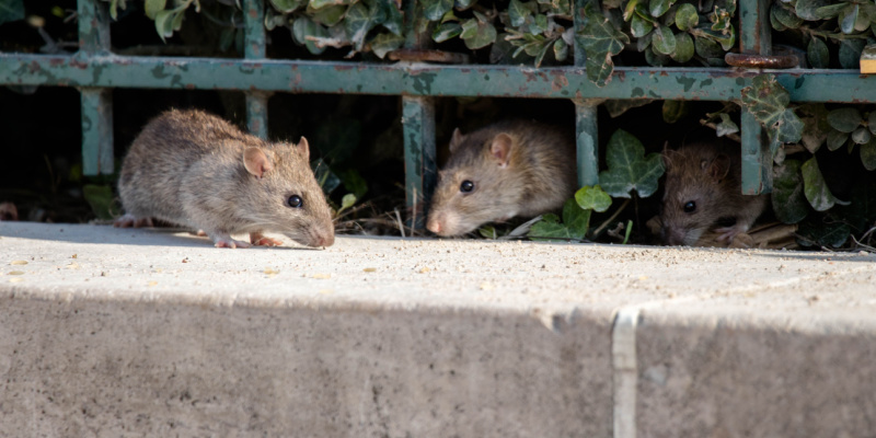 Rat Problems in Pacific Grove, CA