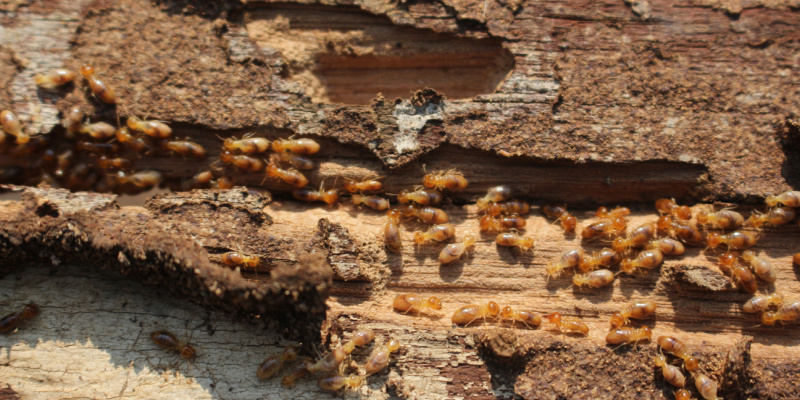Termite Control Experts in Monterey, CA