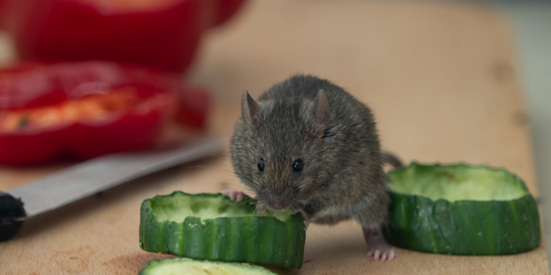 How to Eliminate Mice from Your Home