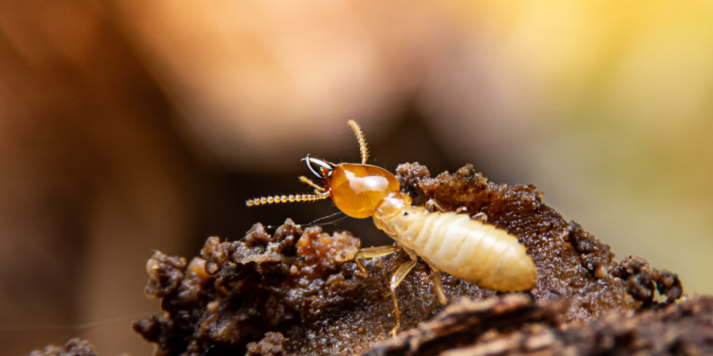 Are Termites a Problem for Homeowners in Monterey County?