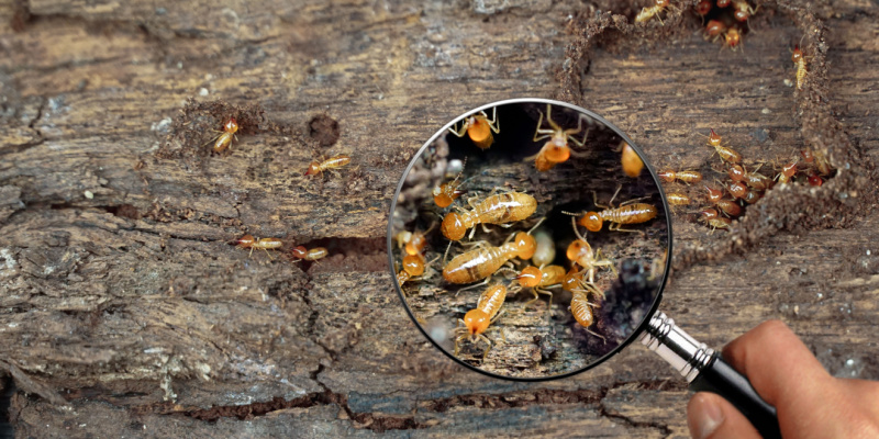Are Termites Common in Carmel, CA?