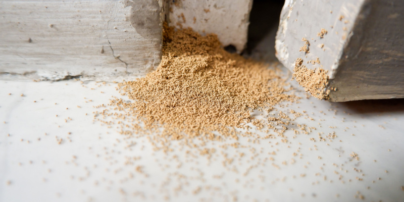 Will a Termite Infestation Cause Damage to My Home?