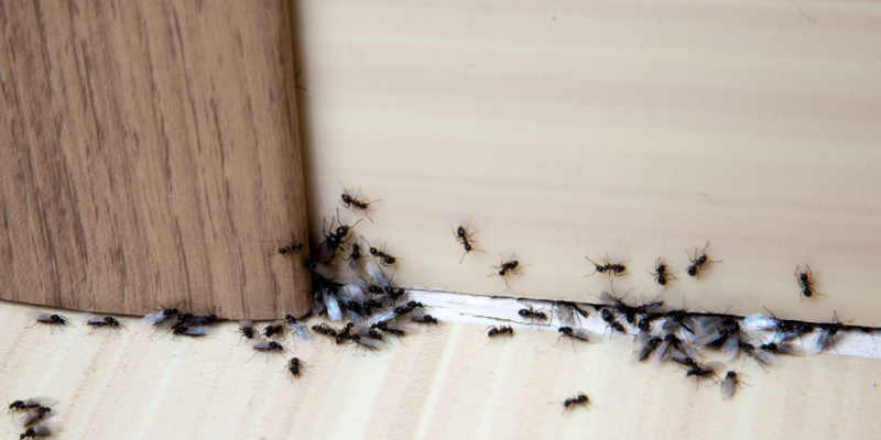 Can I Get Rid of an Ant Problem on My Own?