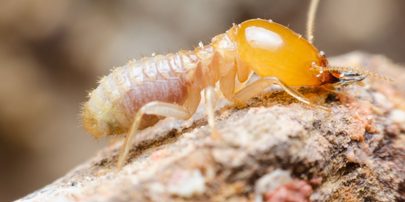 Termite Control Experts in Carmel, CA