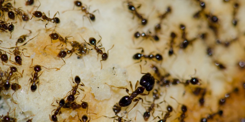 Why Are Ants Invading Your Kitchen? Common Causes & Solutions