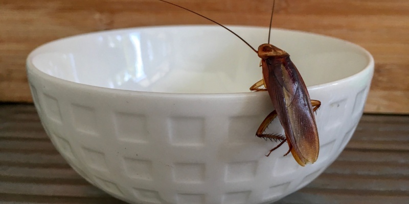 Best Ways to Prevent Cockroach Infestations in Salinas Restaurants