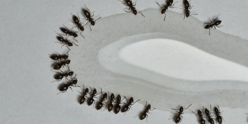How to Prevent Ant Infestations During the Warm Salinas Summers