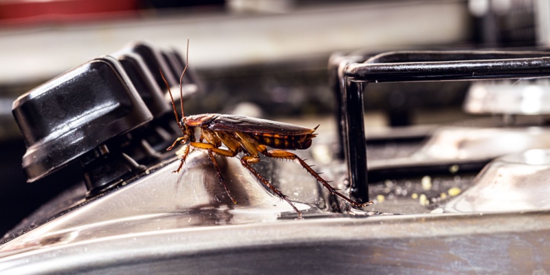 How to Spot a Cockroach Infestation Before It Gets Out of Control