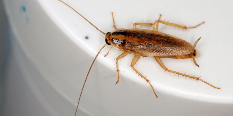 Why Cockroaches Thrive in Salinas and How to Keep Them Out