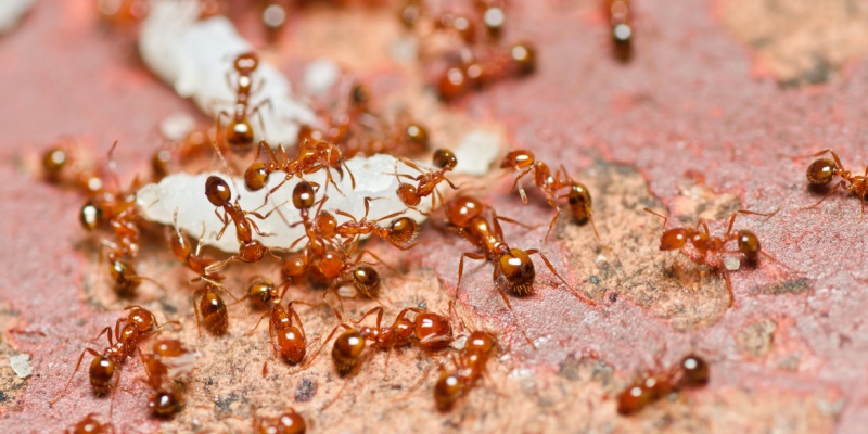 Fire Ants in Monterey County: Are They a Problem & How to Control Them?