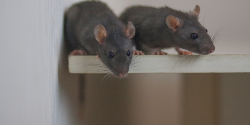 What to Know About Mice and Rats in Monterey County Homes