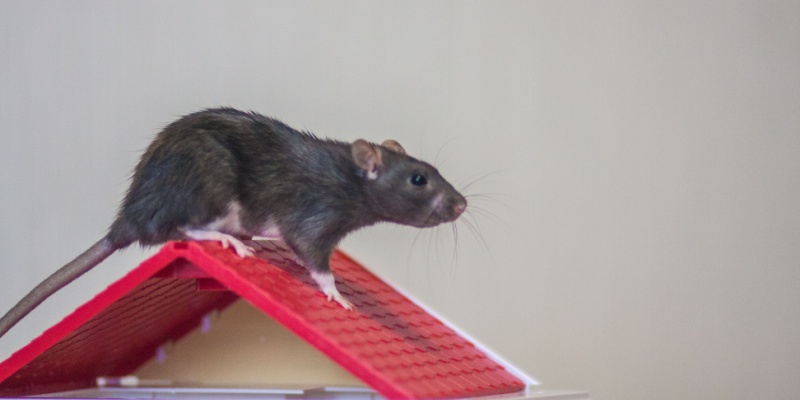 Rodents in Salinas: Fall Is Prime Time for Infestations