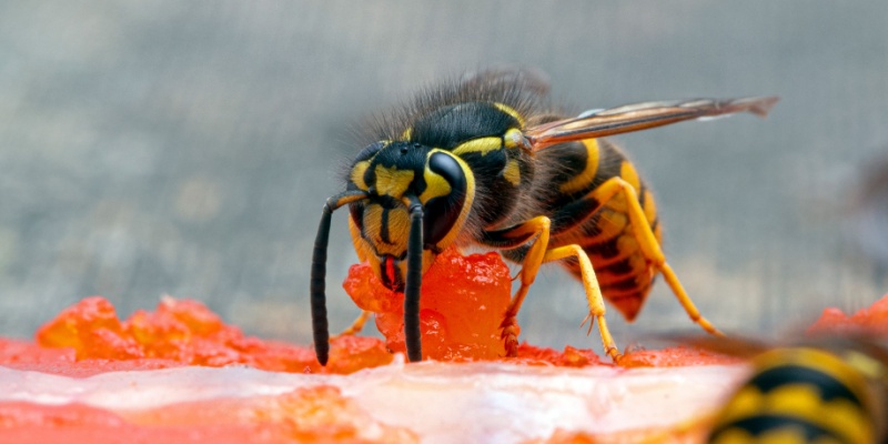 Wasp Season Isn’t Over Yet: What Monterey County Homeowners Need to Know