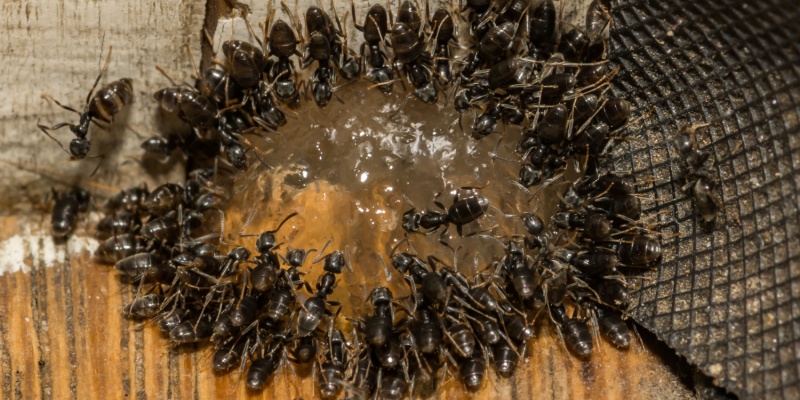 Late Summer Ant Invasions in Salinas: What You Can Do Now