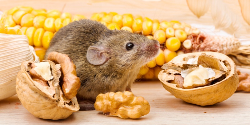 Rodents in Salinas, CA: Why Our Agricultural Environment Attracts Them
