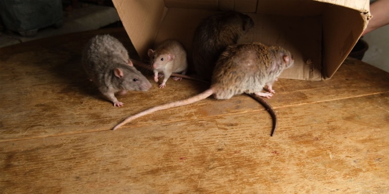 Top Signs of a Rodent Infestation in Salinas — What Homeowners Should Look For