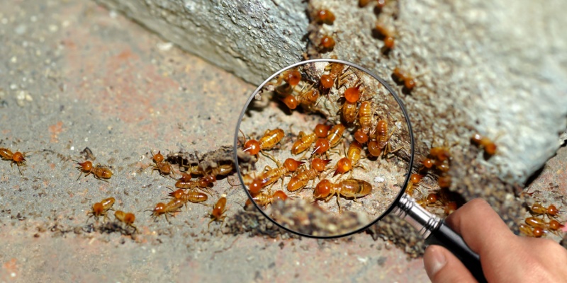 What Happens During a Professional Termite Inspection in Salinas