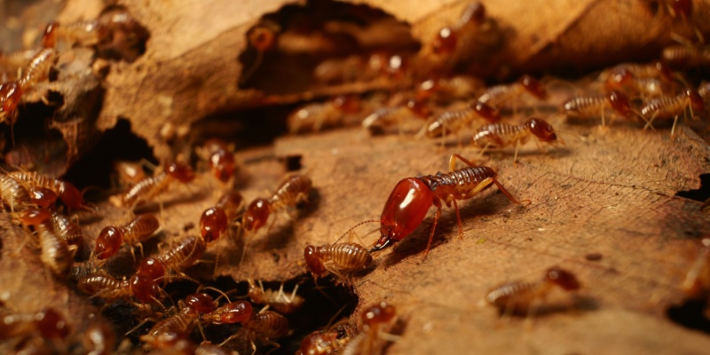 Who’s the Best Termite Exterminator in the Salinas Area?