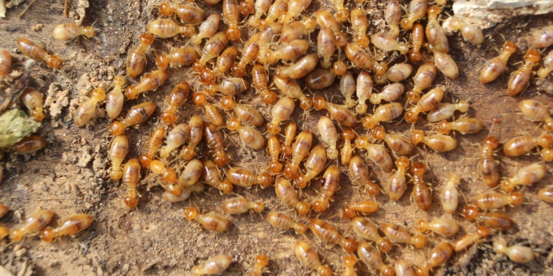 Why Salinas Homes Are at Higher Risk for Termite Damage