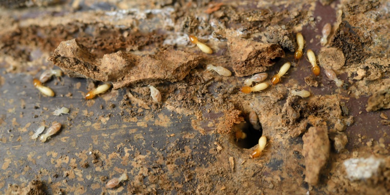 How Fast Can Termites Damage a Home in Salinas?