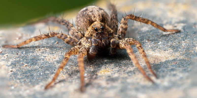Why Do Monterey County Homes Have So Many Spiders Near the Coast?