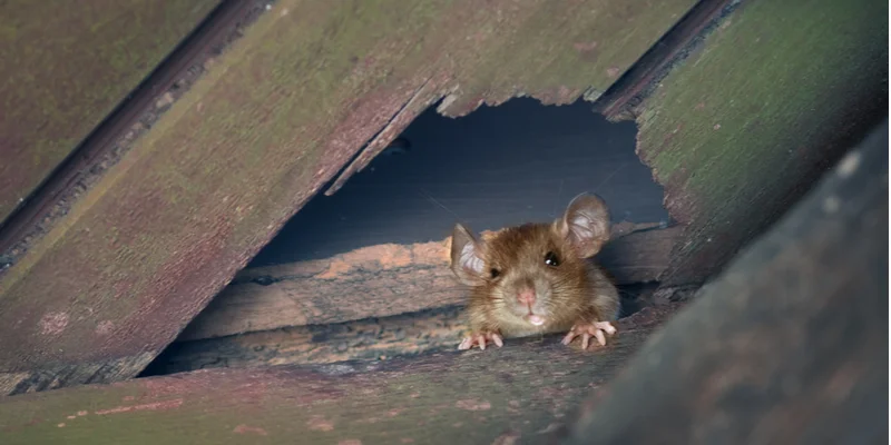RODENT CONTROL TIPS FOR HOMEOWNERS | Target Pest Control