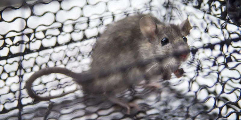 Rodent Control and Prevention in Salinas