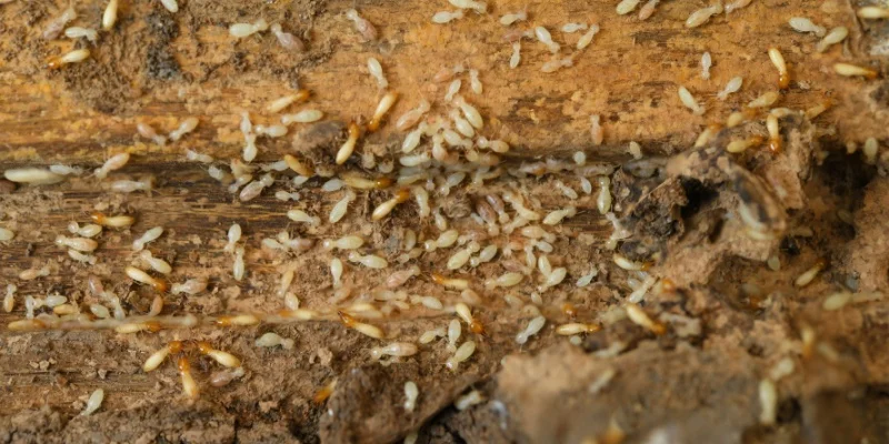 How Do I Know If I Need a Termite Inspection?