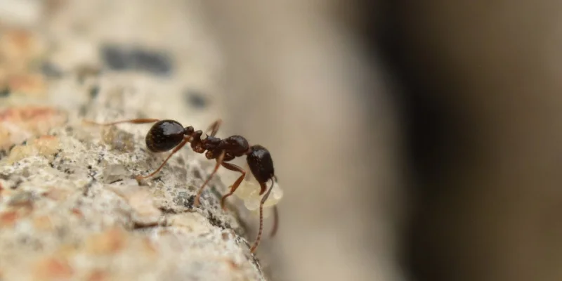 How Professional Ant Treatments Work in Coastal California
